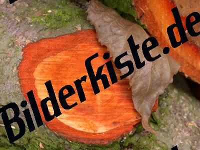 Holz Jahresringe