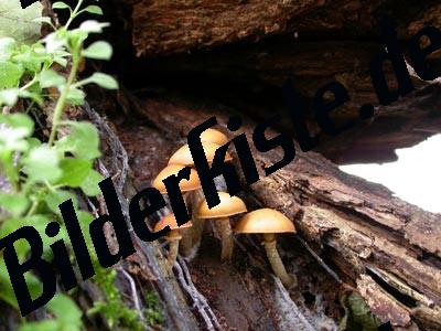 Funghi d\'albero