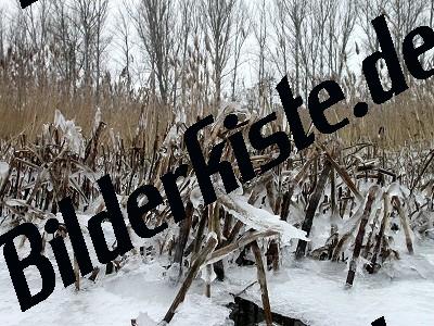 Reed frozen in ice
