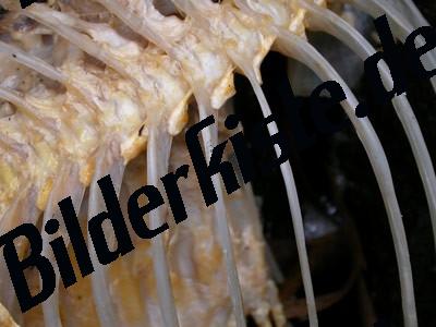 Fischgräten 