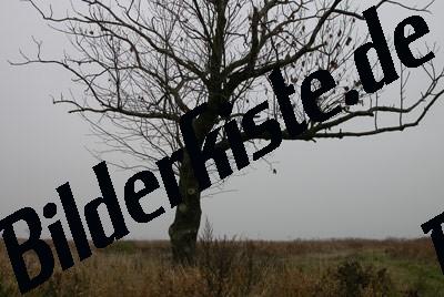 Tree alone on a field