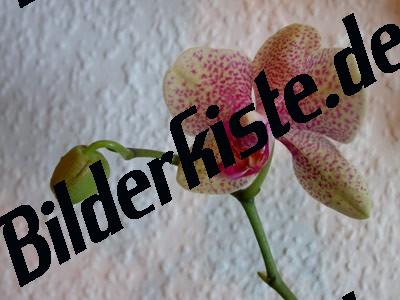 Orchidee vor Wand