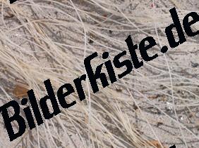 Pflanzen auf Sand