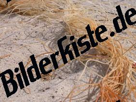Pflanzen auf Sand