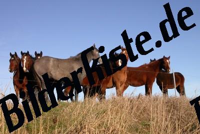 Horses on a willow