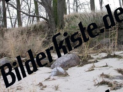 Pietre fra gli alberi