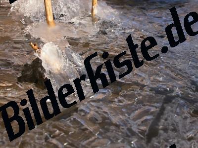 Eis eingefrorenes Schilf