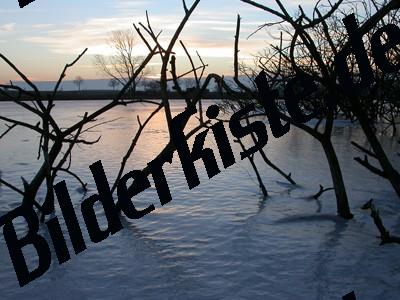 Trees in a lake frozen