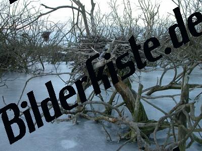 Trees frozen in river