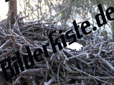 Bird-nest covered with snow