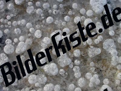 Bubbles under sheet of ice