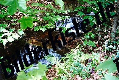 Cascata d\'acqua nel bosco