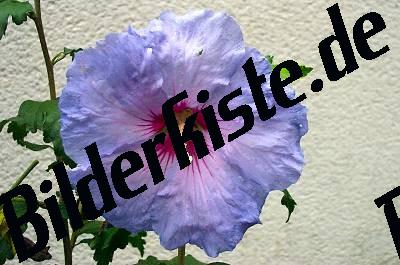 Hibiskus-Bluete .