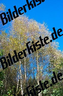 Birken im Herbst