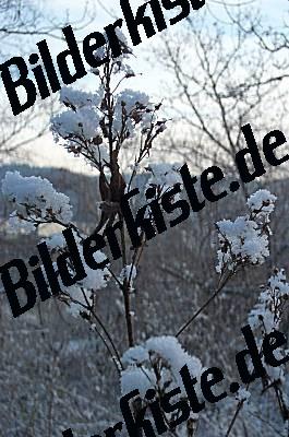 Grashalm im Schnee