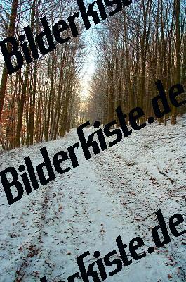 Waldweg im Winter