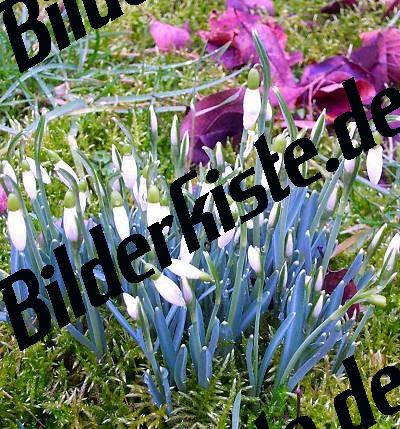 Blumen Schneegloeckchen