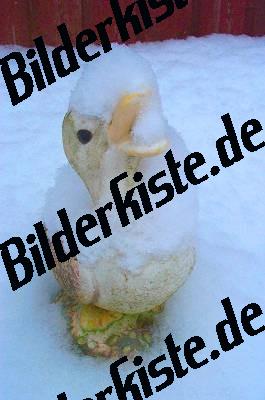 Plastic duck covered with snow