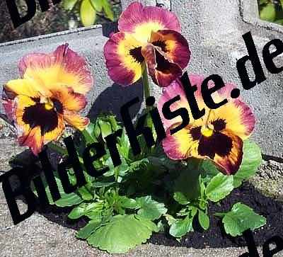 Blumen Stiefmuetterchen