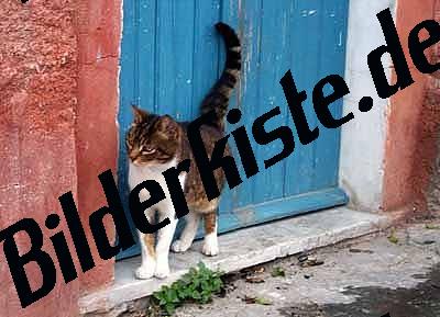 Katze vor Haustuer