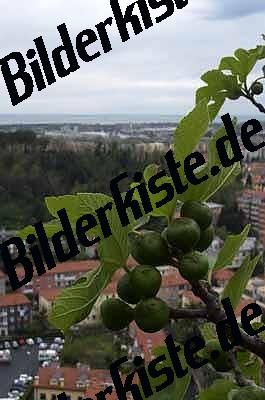 Fruechte vor Haeusern