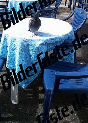 Taube auf Tisch