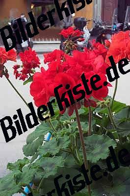 Blueten 