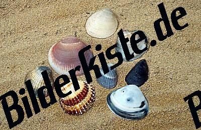 Muscheln Gemischt