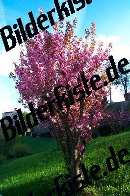 Mandelbaum- Bluete