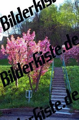 Stairs through a meadow