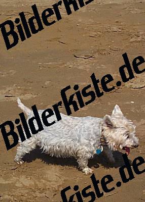 Cane in spiaggia