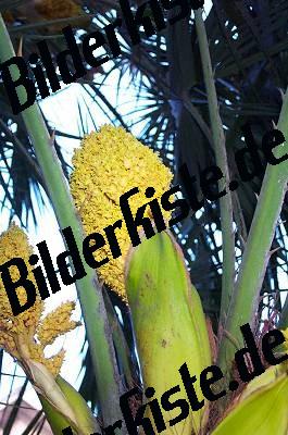 Blossom of a coconut palm tree