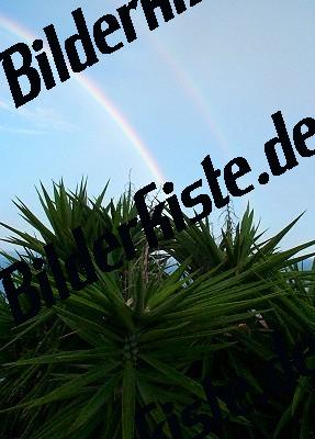 Regenbogen ueber Palme