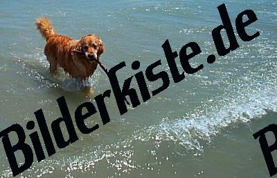 Golden Retriever im Wasser