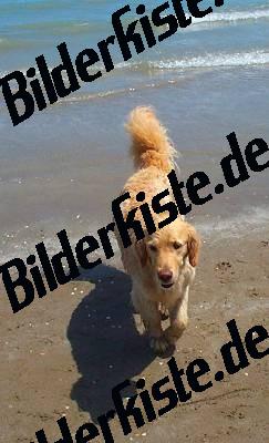 Golden Retriever in spiaggia