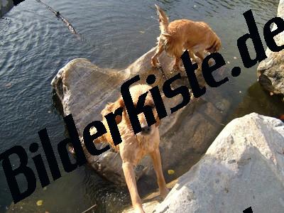 Two Golden Retrievers playing nearby the water