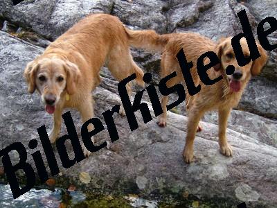 2 Golden Retriever (Dogs)