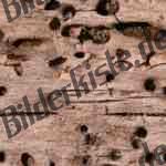 Bilder zum Thema wood anzeigen