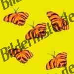 Bilder zum Thema butterflies anzeigen