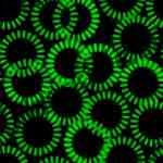 Green Circles