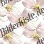 Bilder zum Thema blossoms anzeigen