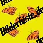 Schnmetterling