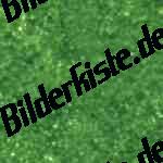 Filz