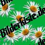 Bilder zum Thema g�nseblume anzeigen