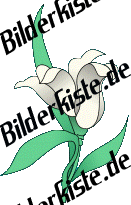 Blumen: Bl�te 2 - weiss (nicht animiert)