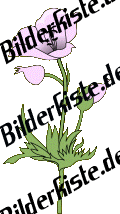 Blumen: Mohn - wei� (nicht animiert)
