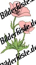 Blumen: Mohn - rosa (nicht animiert)