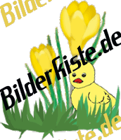 Blumen: Krokus -  mit K�ken (nicht animiert)