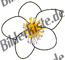 Blumen: Margerite 1 (nicht animiert)