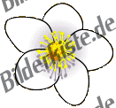 Blumen: Margerite 2 (nicht animiert)